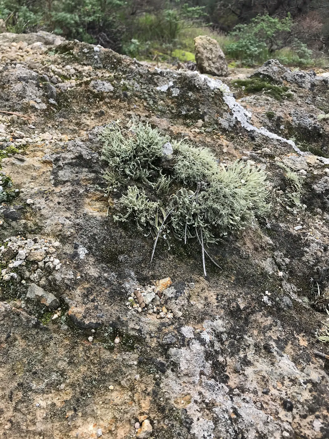 Lichen, Hike to Torrey Pines