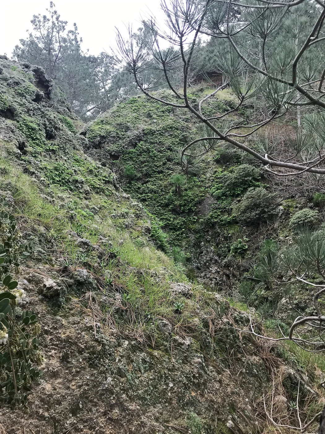 Wet canyon with ferns, Hike to Torrey Pines