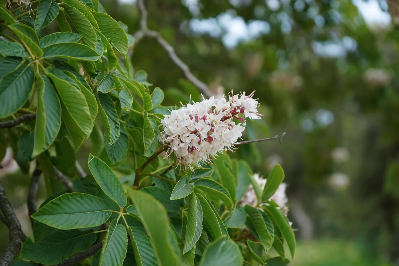 California Buckeye blossom