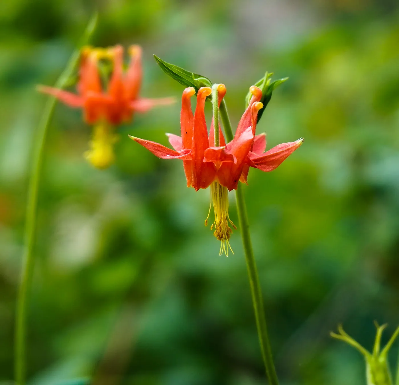 Columbine