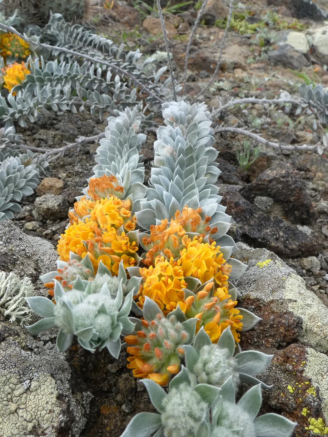 The island endemic San Clemente Island Bird's-foot Trefoil (Acmispon argophyllus adsurgens) is California listed endangered. The Garden's Conservation and Research Department's work on San Clemente Island is in partnership with the Navy's ongoing 