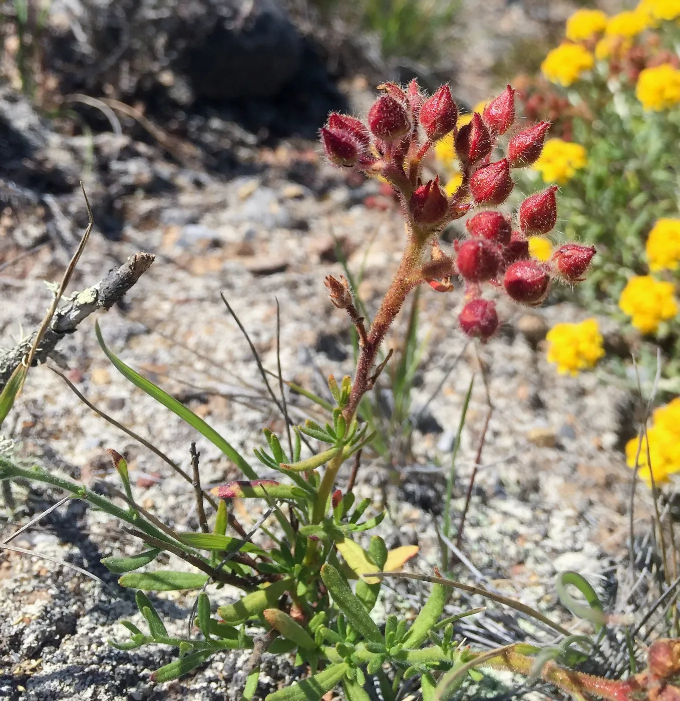 Crocanthemum greenei is a rare shrub endemic to the northern Channel Islands and is listed as threatened by the Federal Government. SBBG is working on surveying from Crocanthemum greenei as well as collecting tissue samples and seed collections for conser