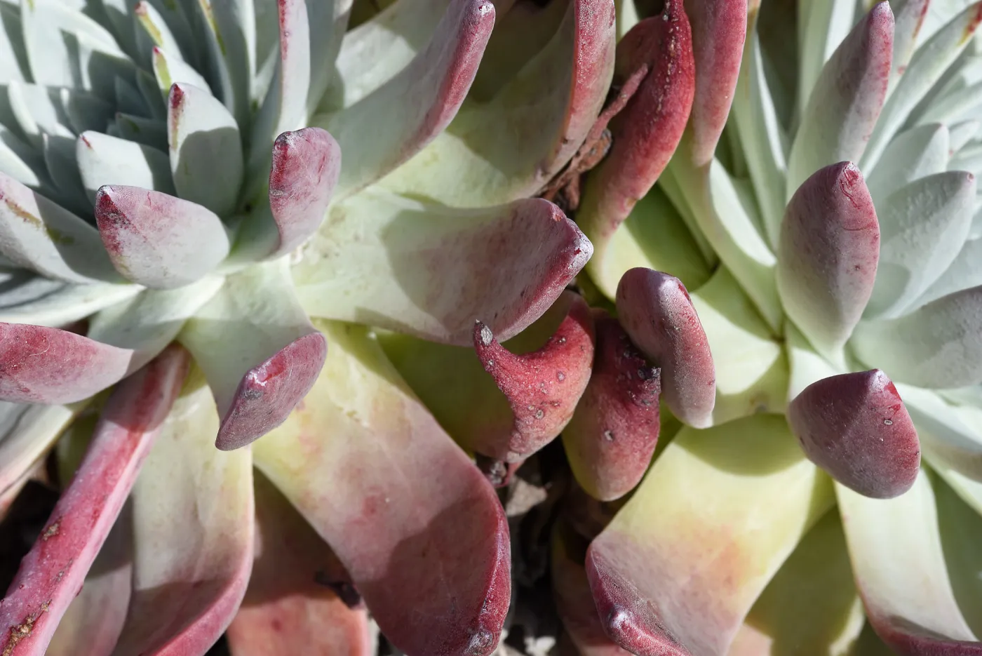Liveforevers (Dudleya spp.) are charming native succulents that are especially diverse and unique on the California Channel Islands. The Garden is working to understand their complicated family tree, and to recover California's rarest species.