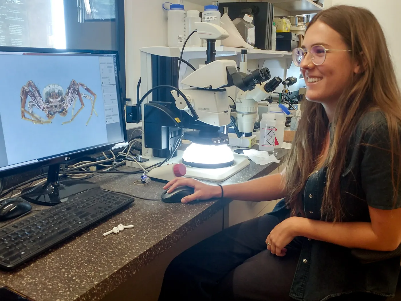 Carly Yarnell, a volunteer and UCSB senior, is taking a picture of a Ground Crab Spider (Xysticus)