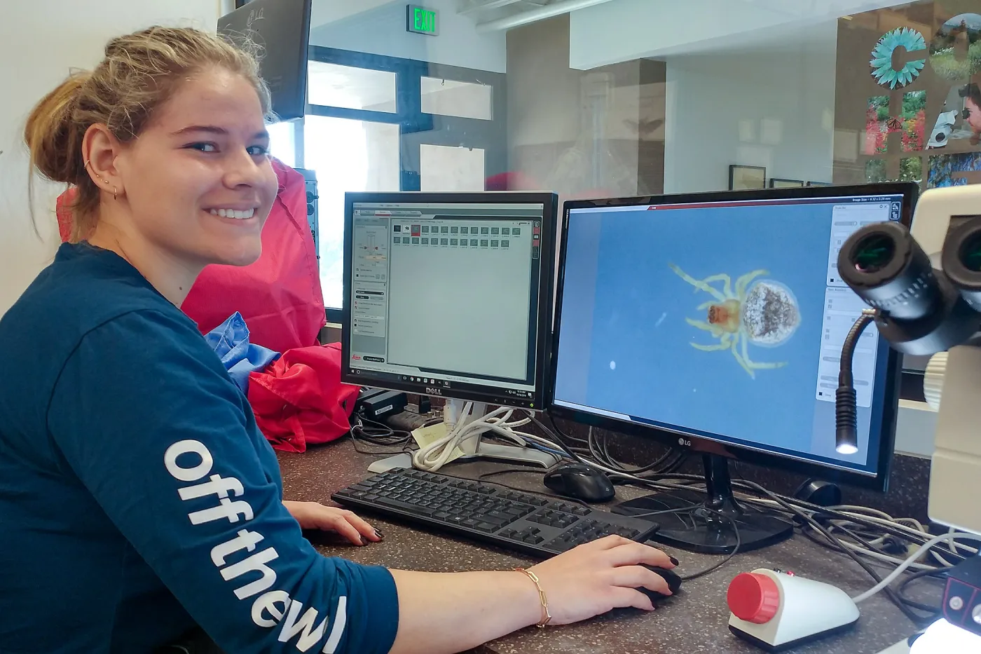 UCSB intern Samantha Taylor is imaging an Araneus Orb Weaver