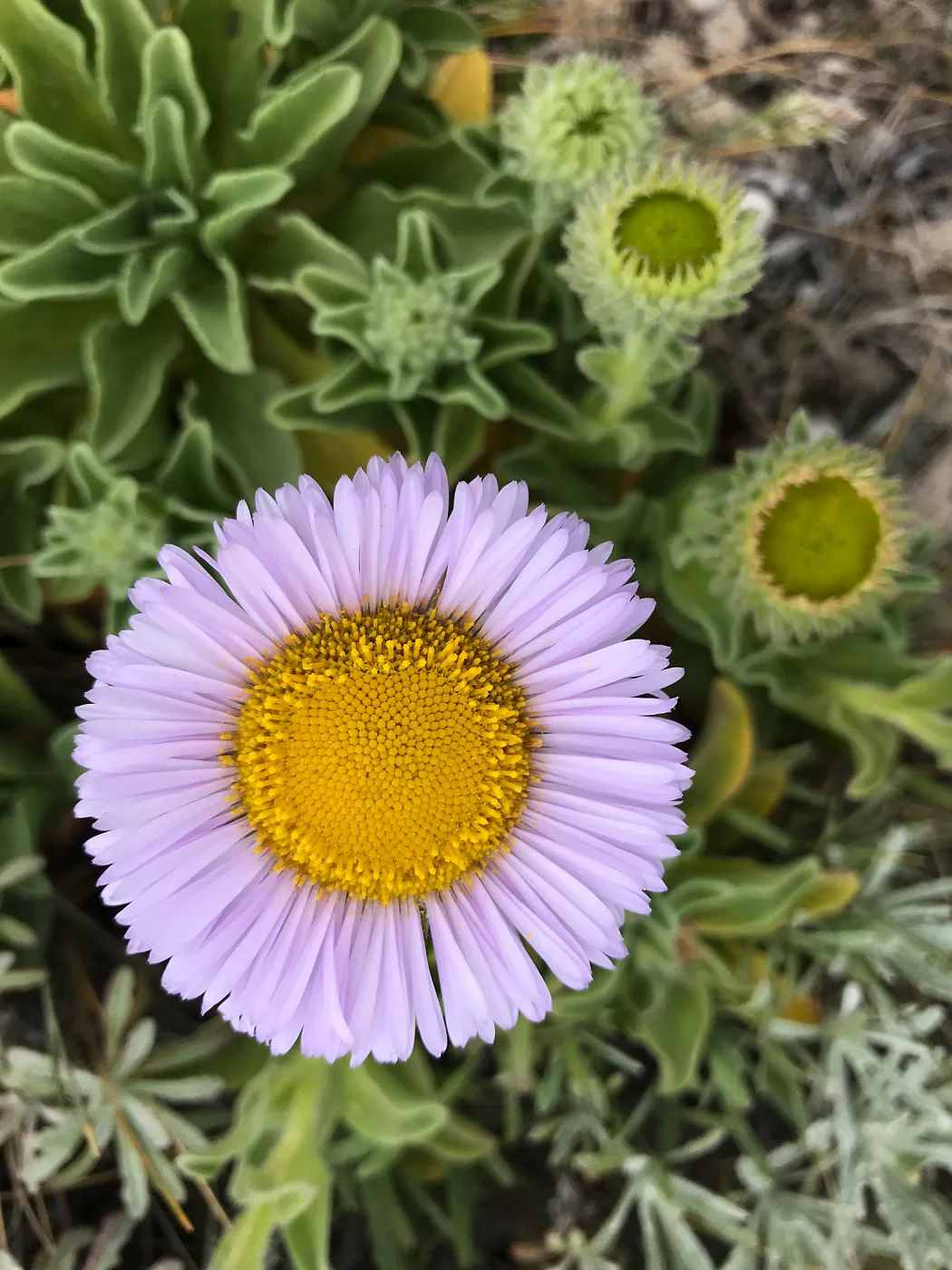 Erigeron glaucus on Sant Miguel Island
