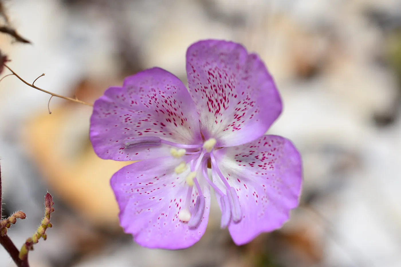 Clarkia jolonensis