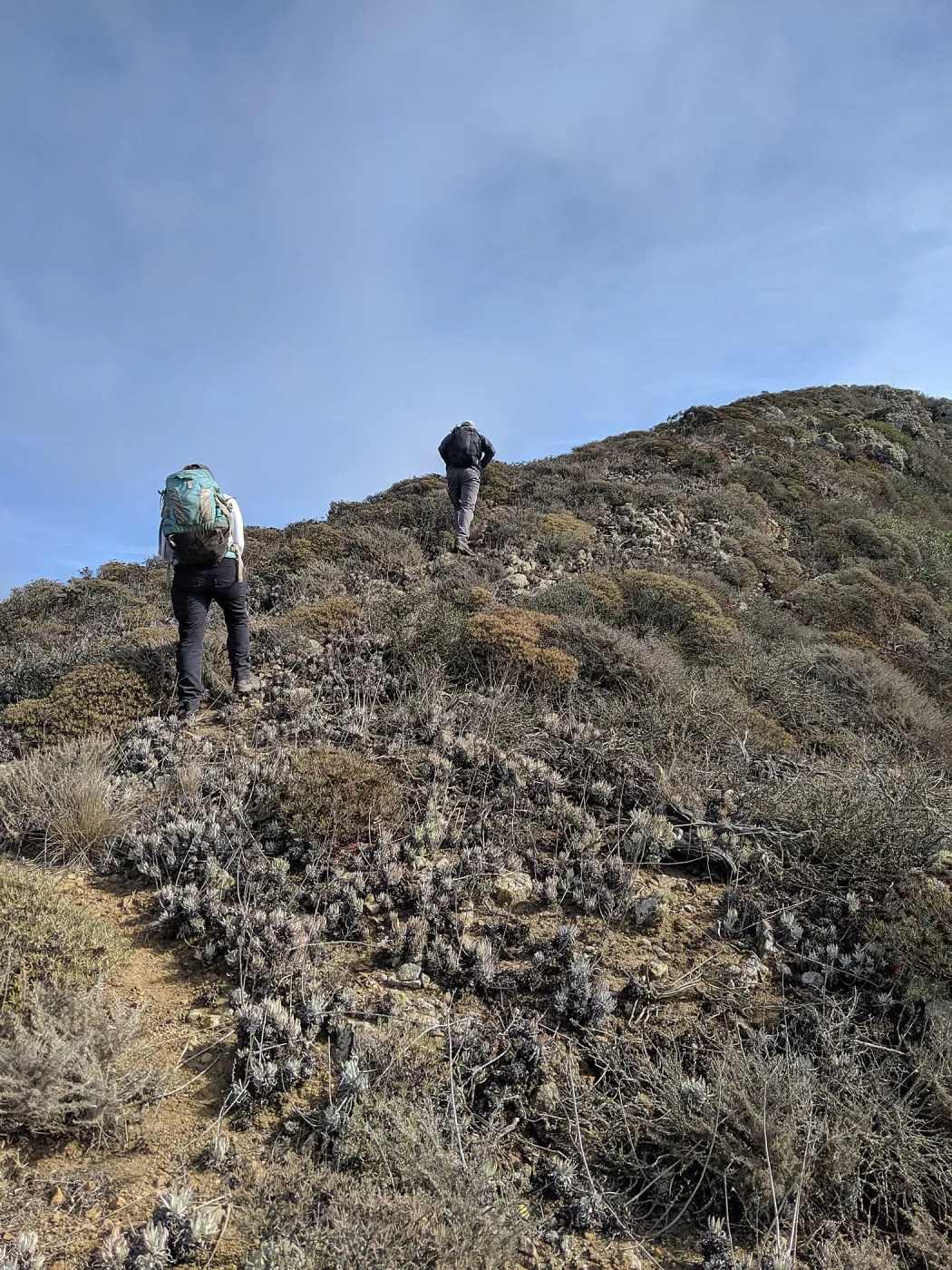 Garden and California Institute of Environmental Studies botanists surveying rugged West Anacapa Island for Malva assurgentiflora subsp. assurgentiflora