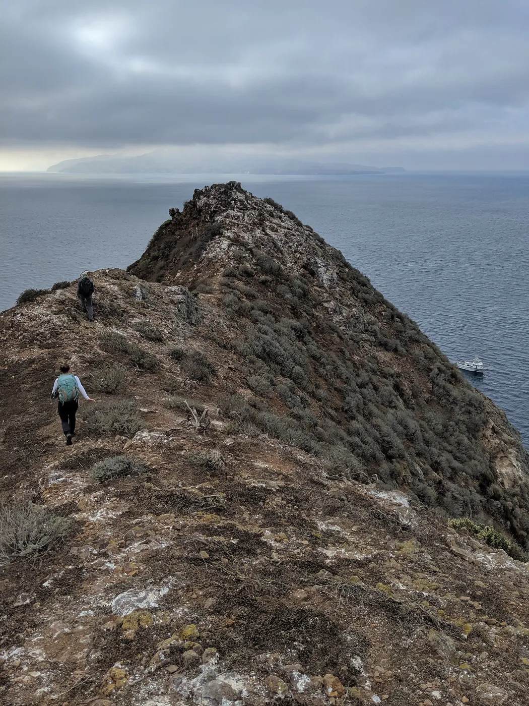 Garden and California Institute of Environmental Studies botanists surveying rugged West Anacapa Island for Malva assurgentiflora subsp. assurgentiflora