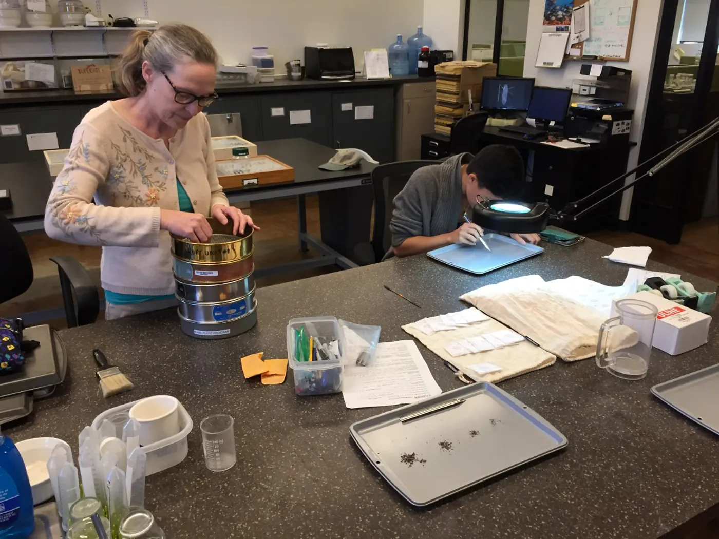 Volunteers helping clean dudleya nesiotica seed