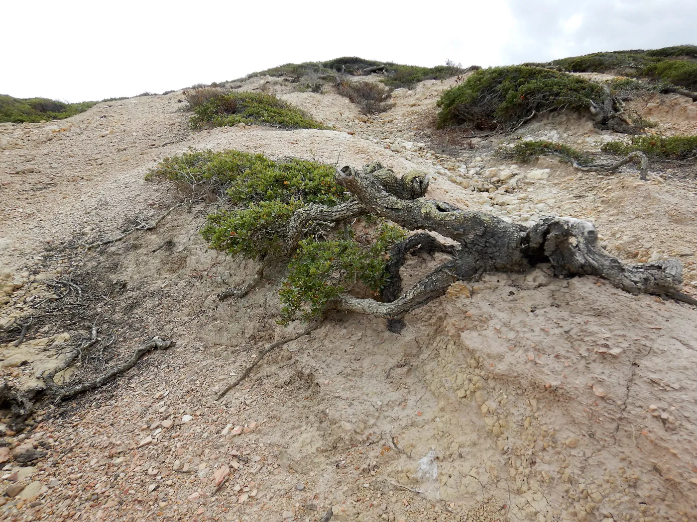 Krummholz Channel Island scrub oaks