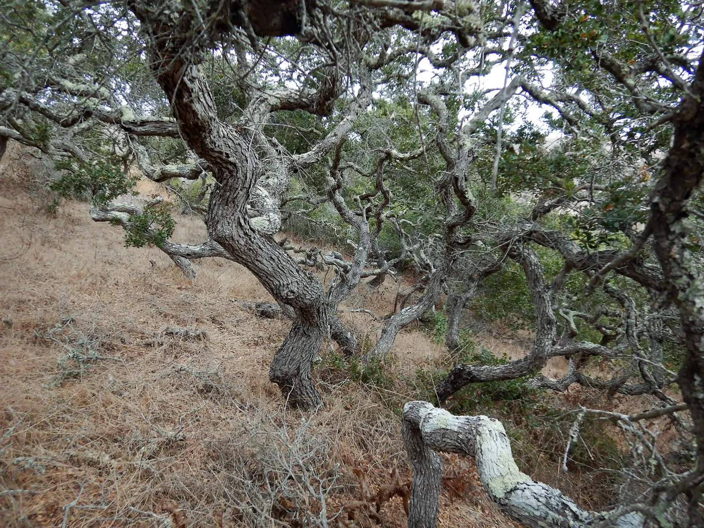 Channel Island scrub oaks