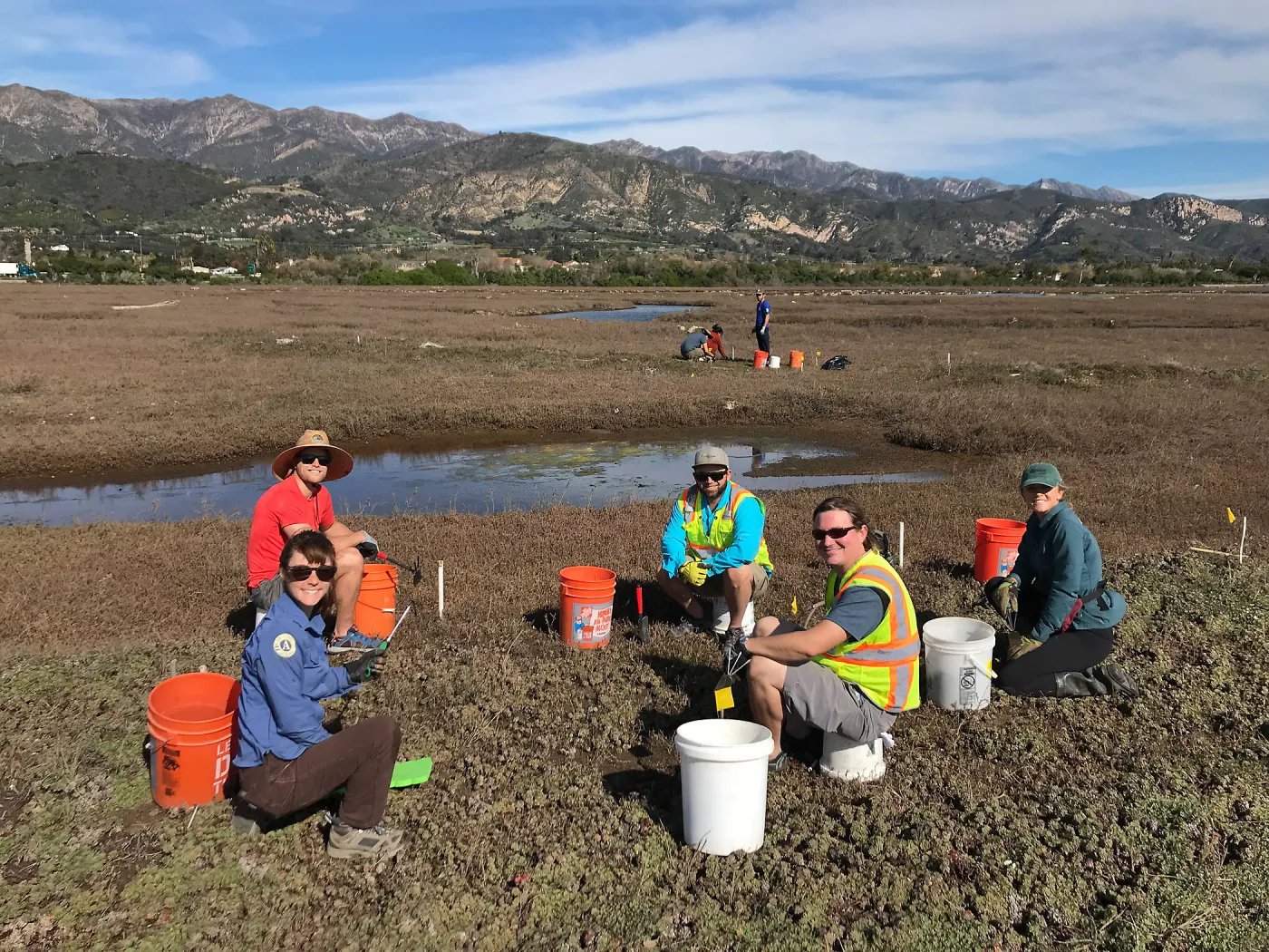 SBBG Conservation team works with partners from Tidal Influence and the Upper Salinas-Las Tablas Resource Conservation District to remove 520lbs of sea-lavender from experimental plots in Carpinteria Salt Marsh.