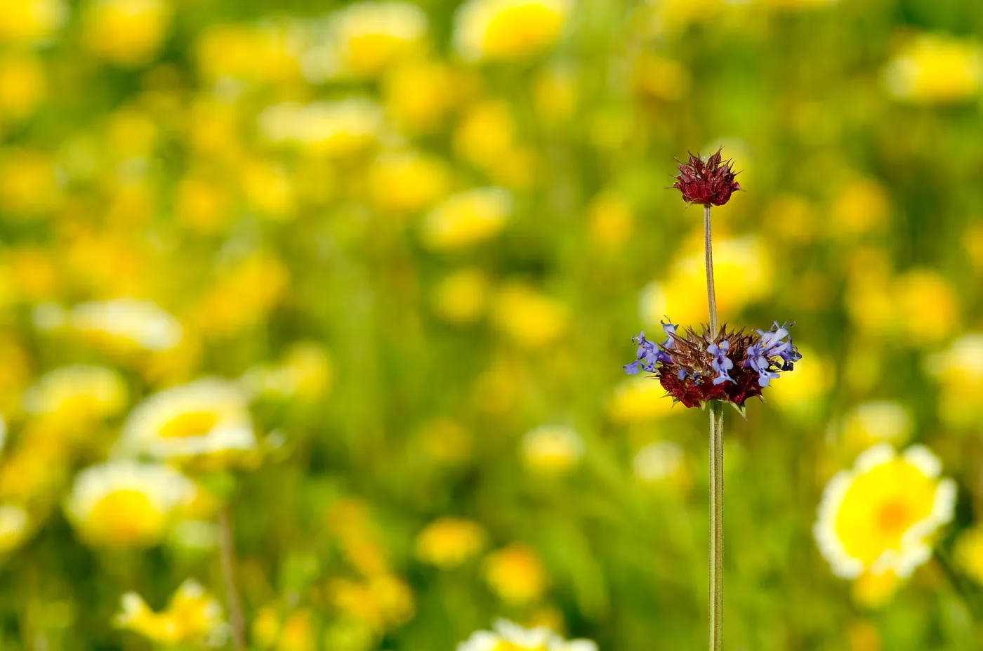 Chia (Salvia columbariae) and tidy tips (Layia platyglossa) blooming in â€œJason's Meadowâ€ located between the Horticulture Unit and the Pollinator Garden. 