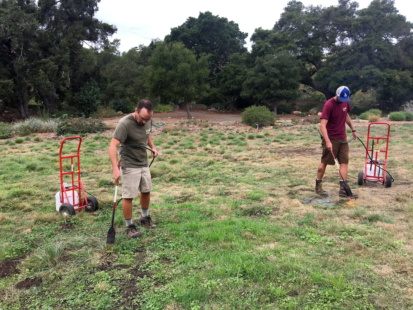 Using propane torches to kill weed seedlings in the Meadow