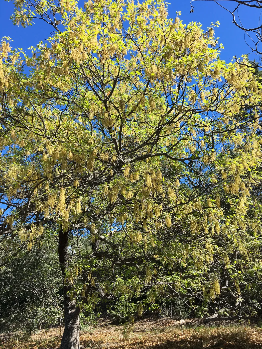 Quercus kelloggi in flower behind the Dudleya Display