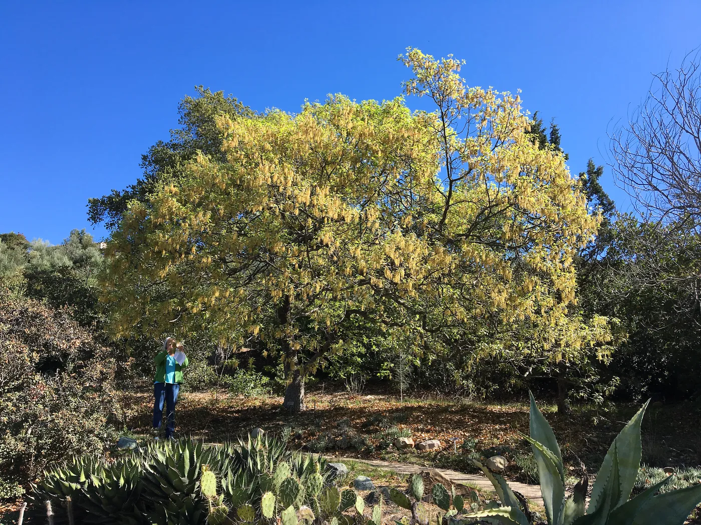 Quercus kelloggi in flower behind the Dudleya Display