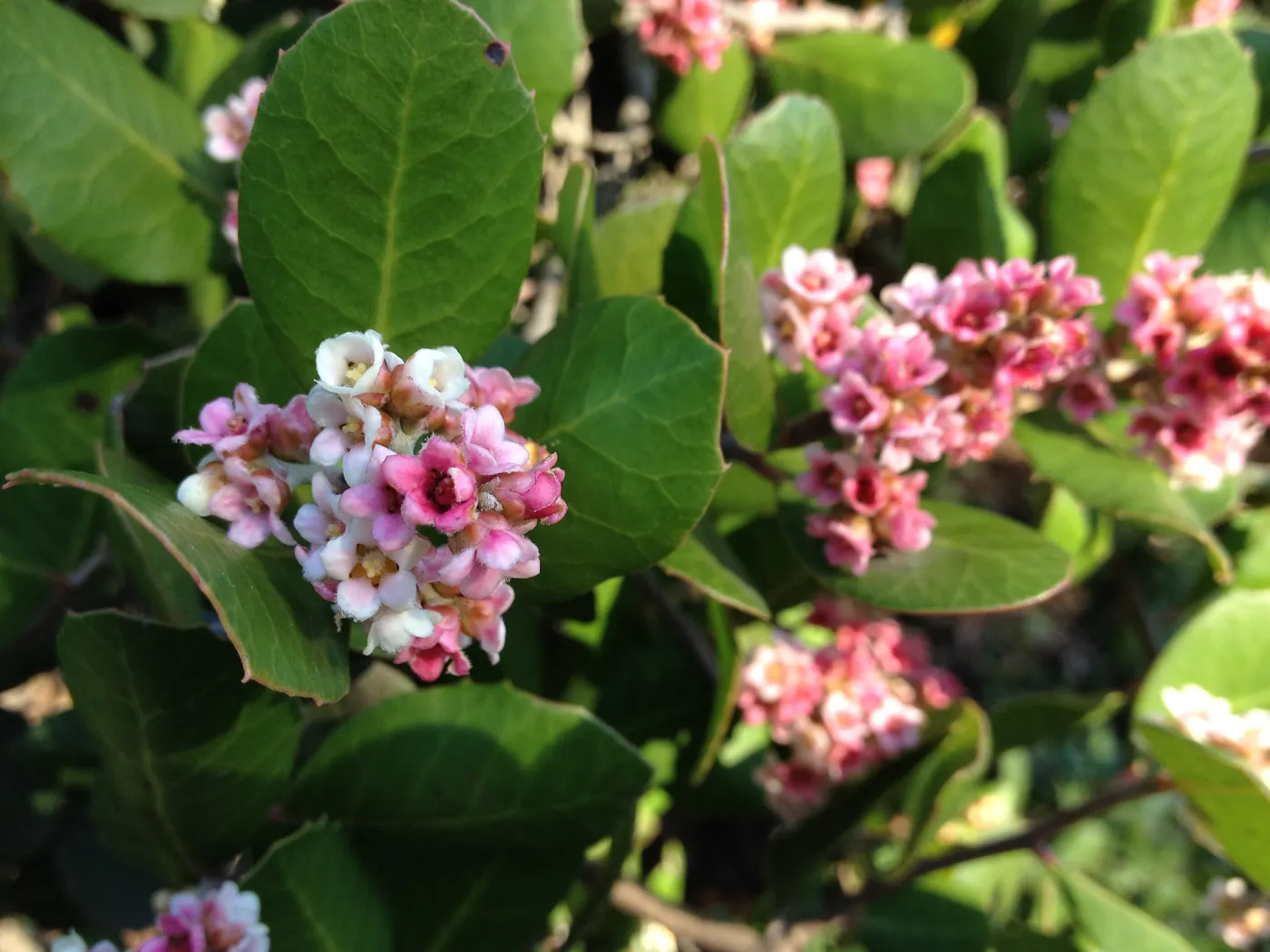Rhus integrifolia flowers