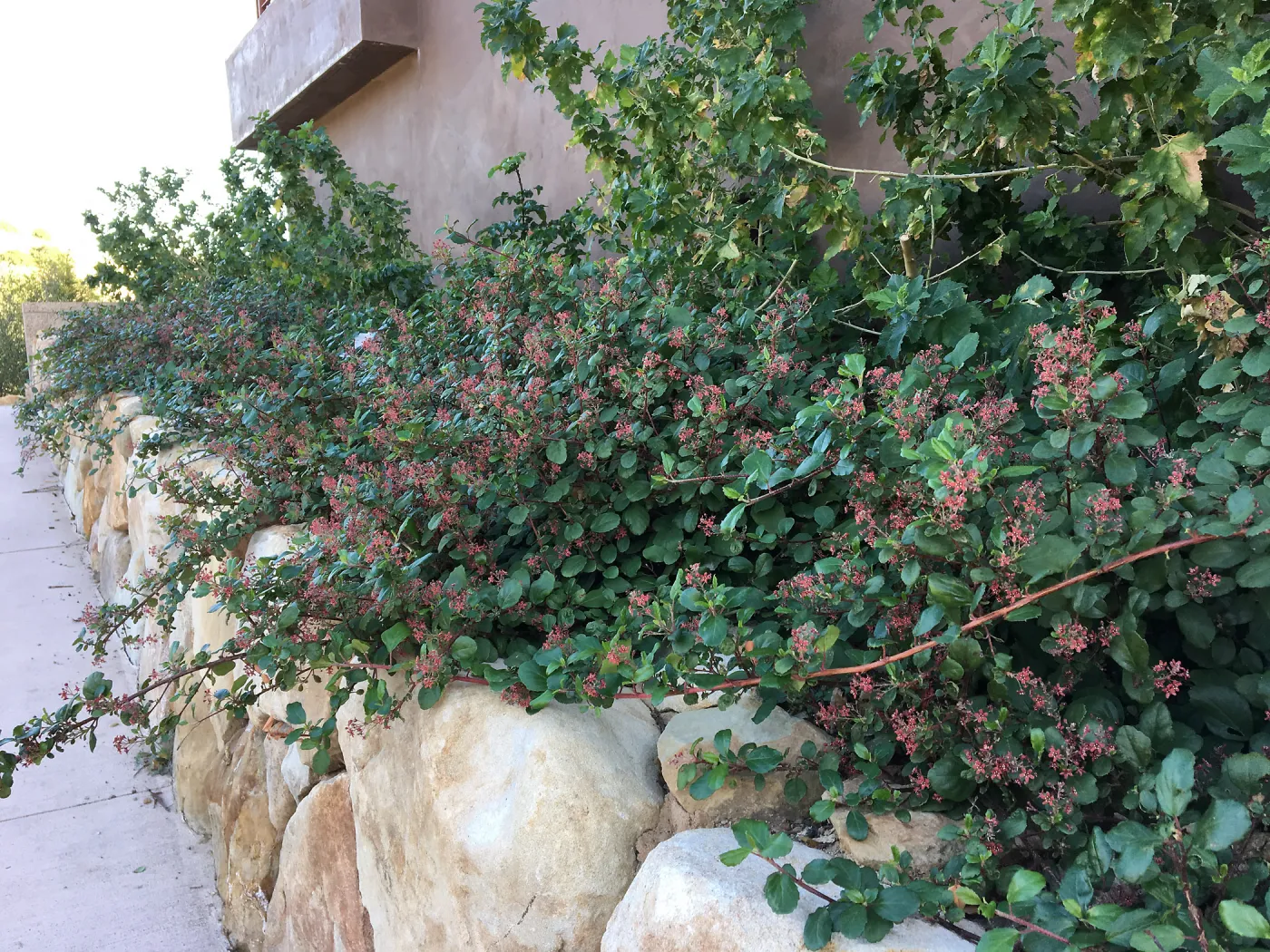 Island View Garden, Ribes viburnifolium in raised bed on north side or the PCC
