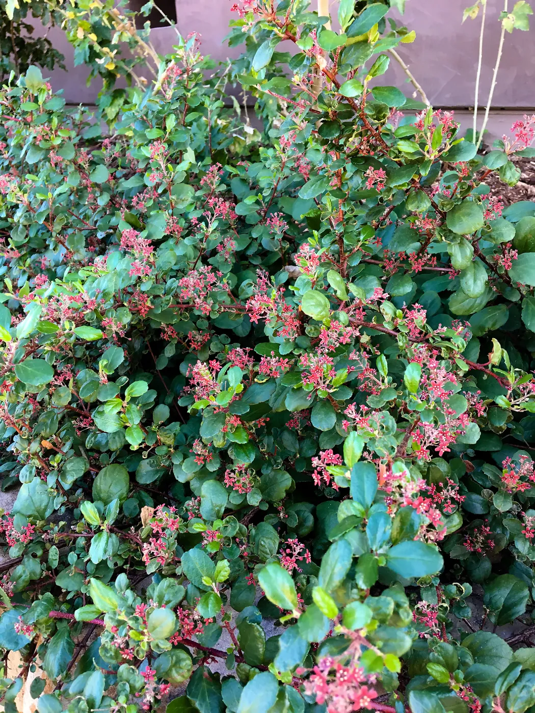 Island View Garden, Ribes viburnifolium in raised bed on north side or the PCC