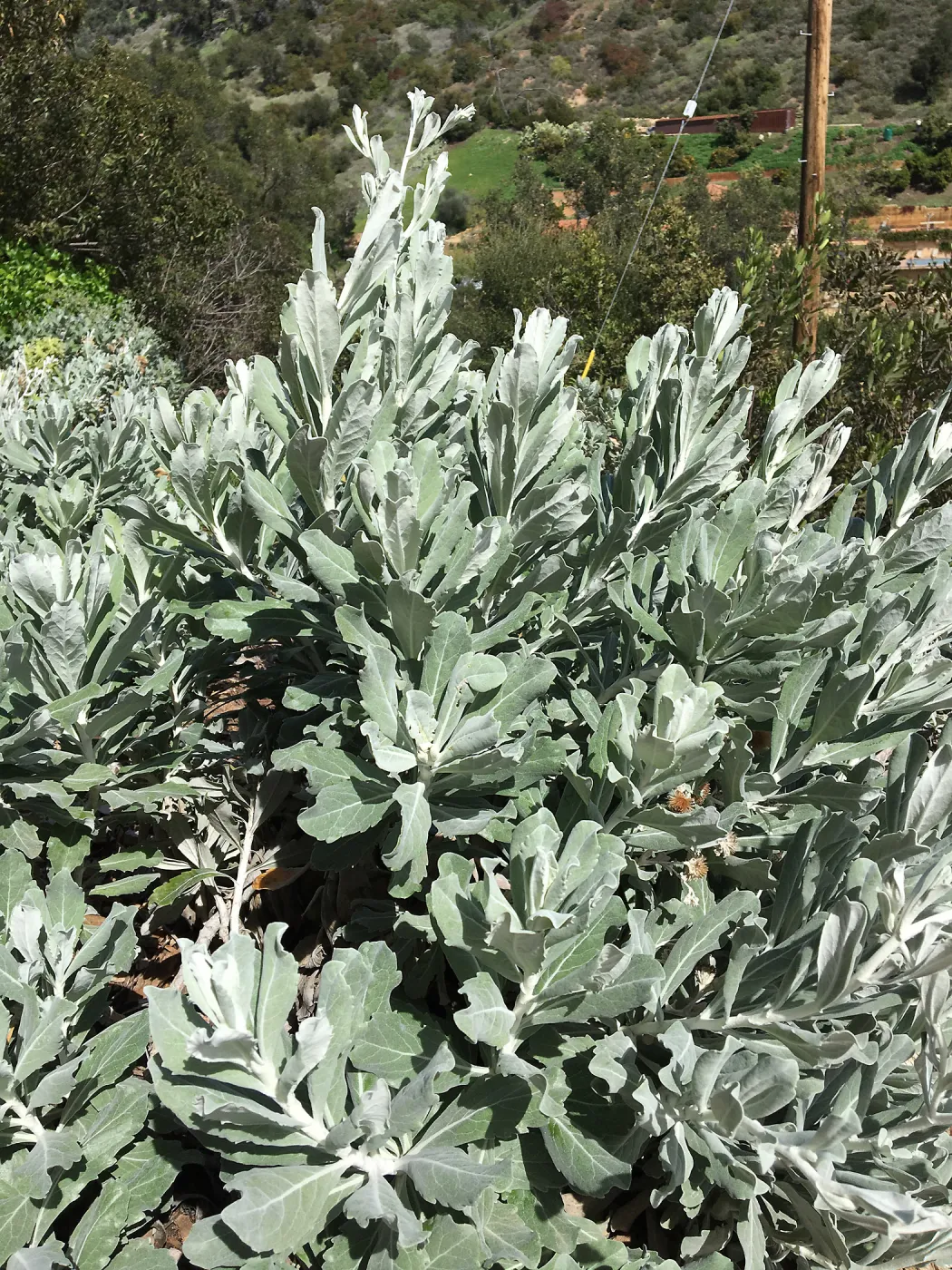 Hazardia detonsa 14-014 at the Island View Garden