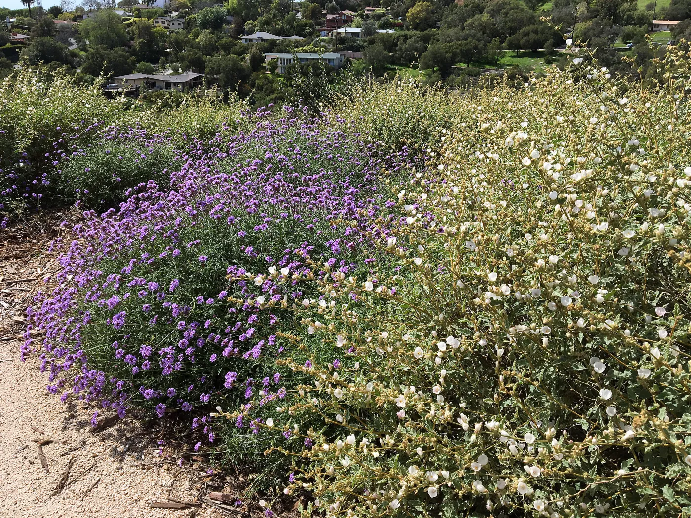 Verbena de la Mina and Sphaeralcea La Luna at the Island View Garden