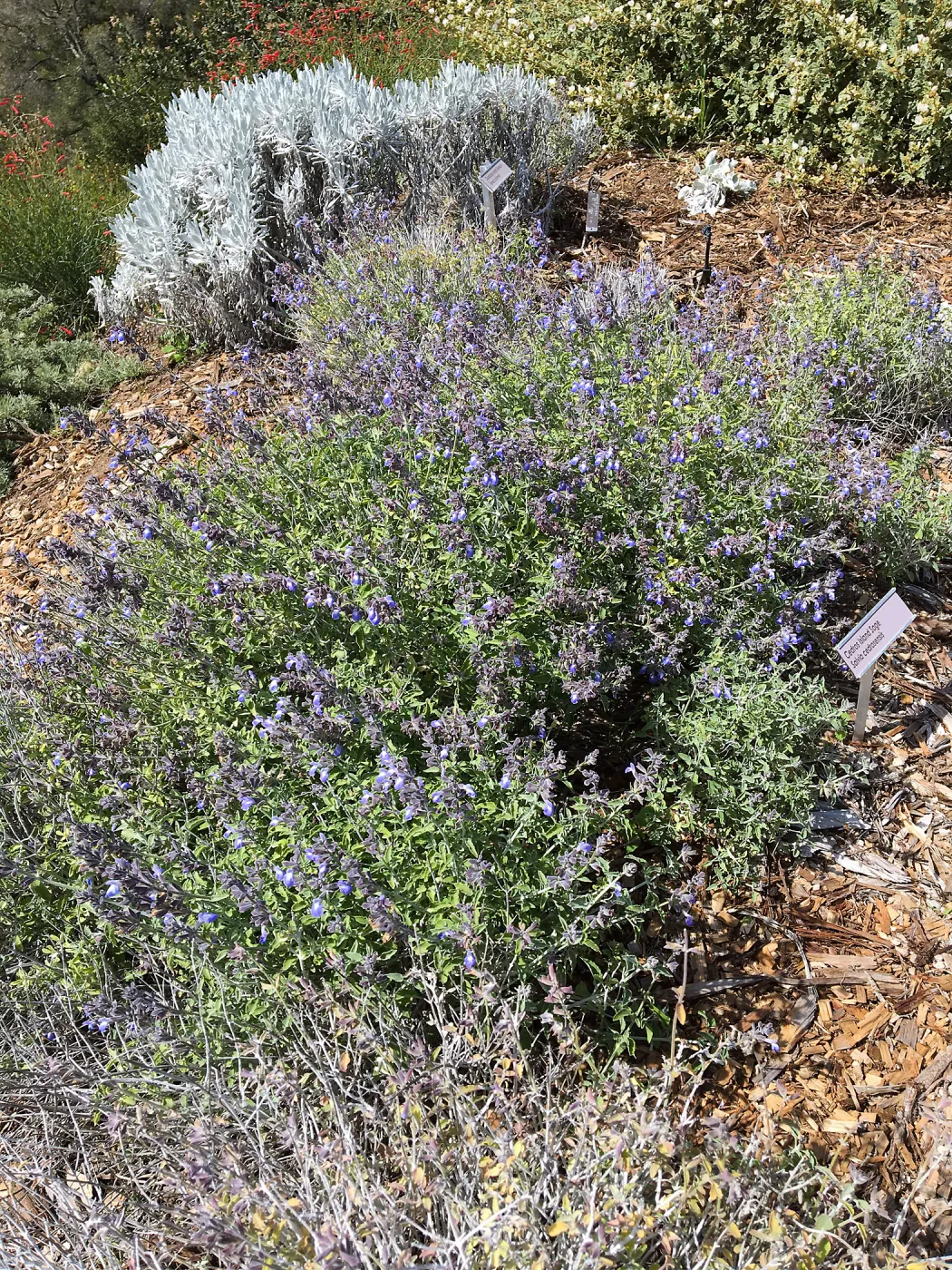 Salvia (Sage) cedrosensis 96-363 at the Island View Garden