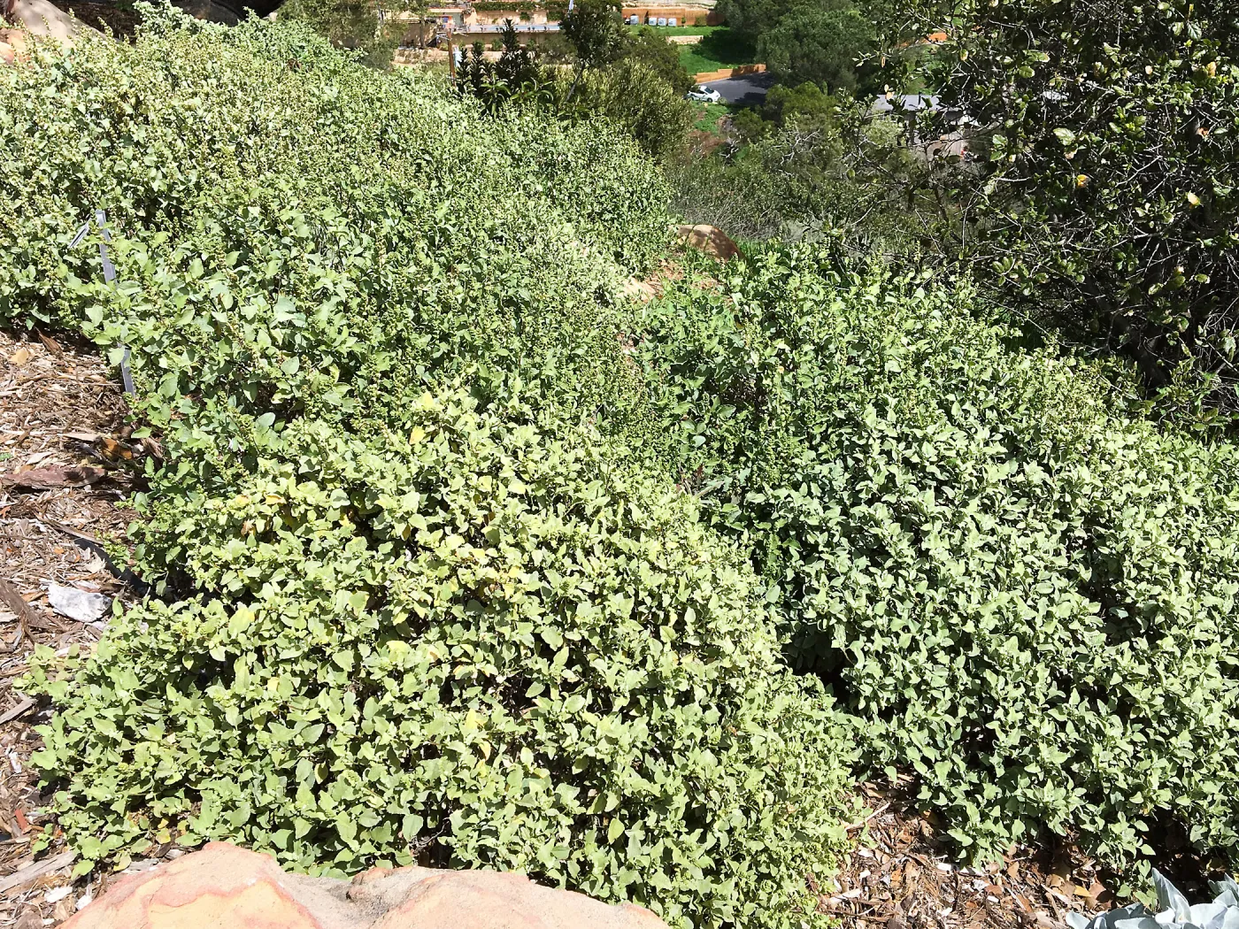 Ambrosia chenopodiifolia at the Island View Garden