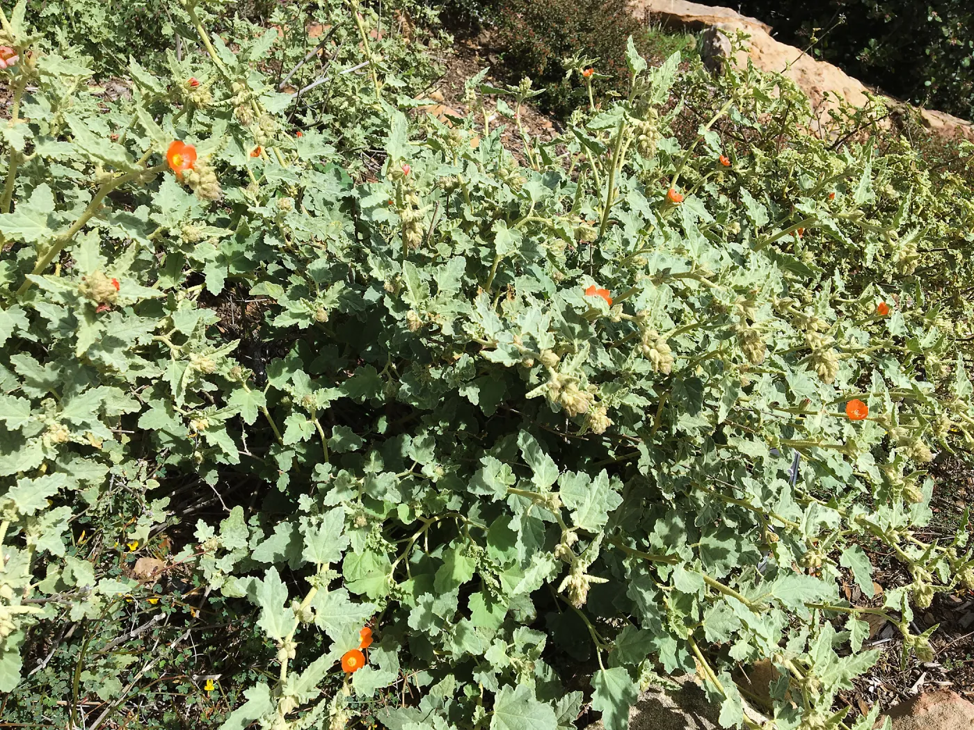 Sphaeralcea fulva 16-088 at the Island View Garden