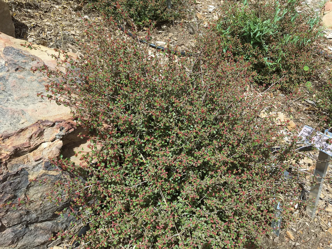 Acalypha californica 16-079 along sourth stairs at Island View Garden