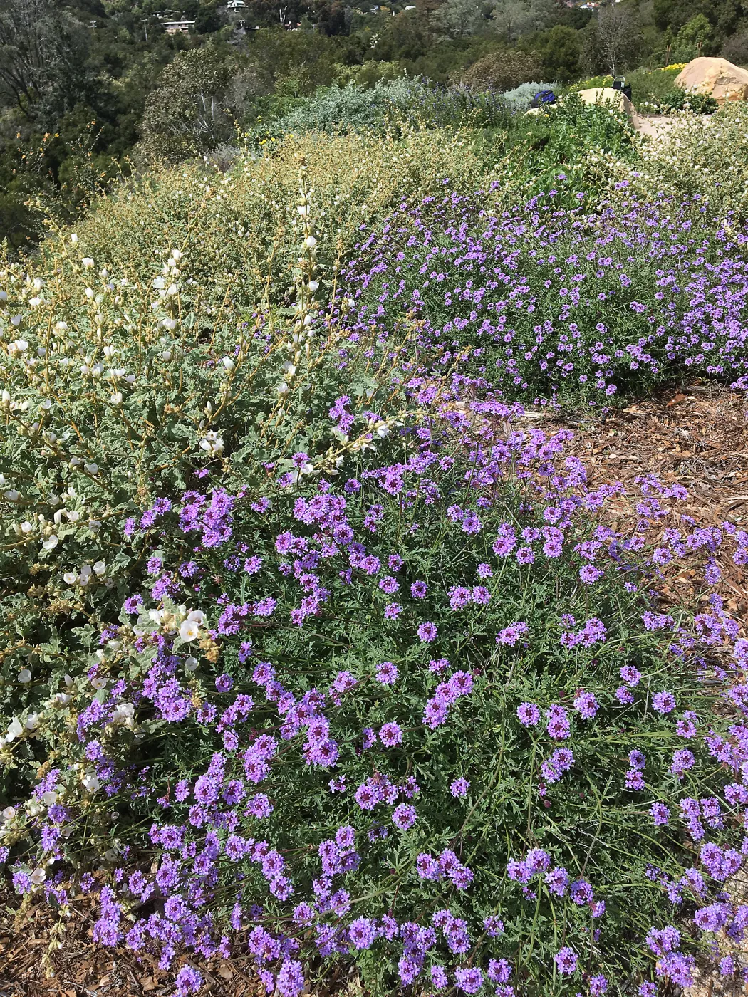 Verbena de la Mina and Sphaeralcea La Luna at the Island View Garden