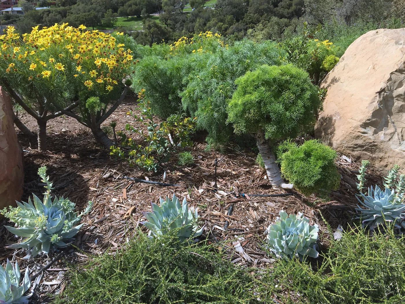 Island View Garden, Dudleya brittonii and Coreopsis gigantea