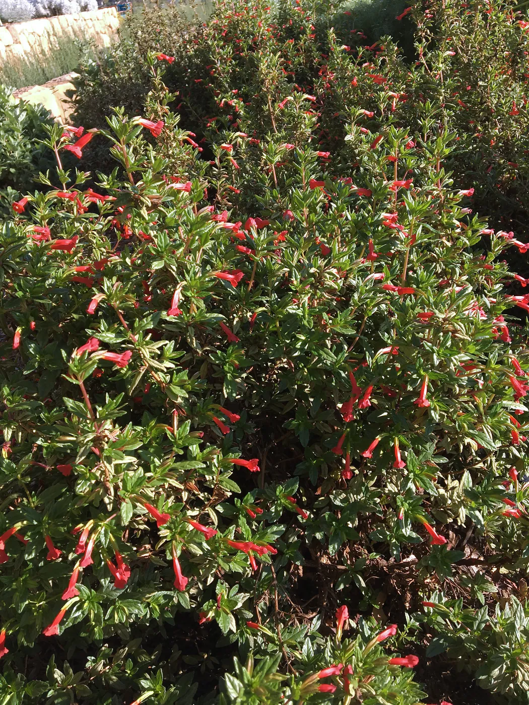 Diplacus parviflorus in the Island View Garden