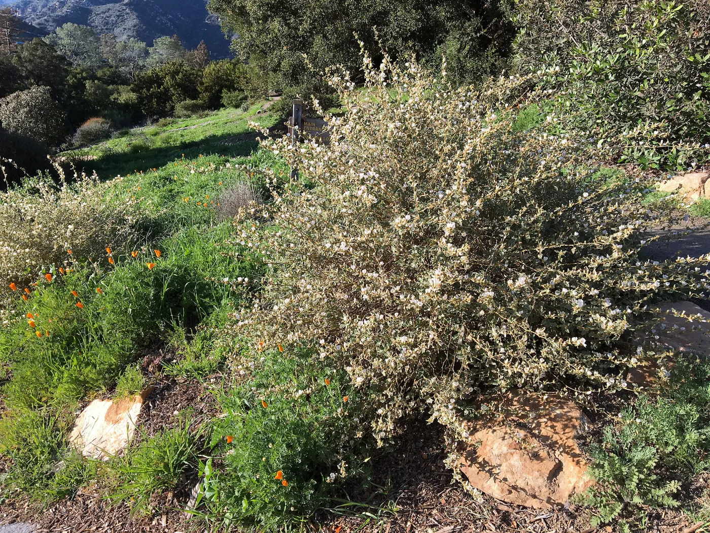 Sphaeralcea la Luna in Island View Garden