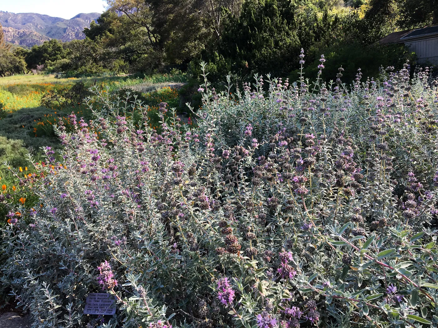 Salvia (Sage) Tilden Prostrate in Ground Cover Display