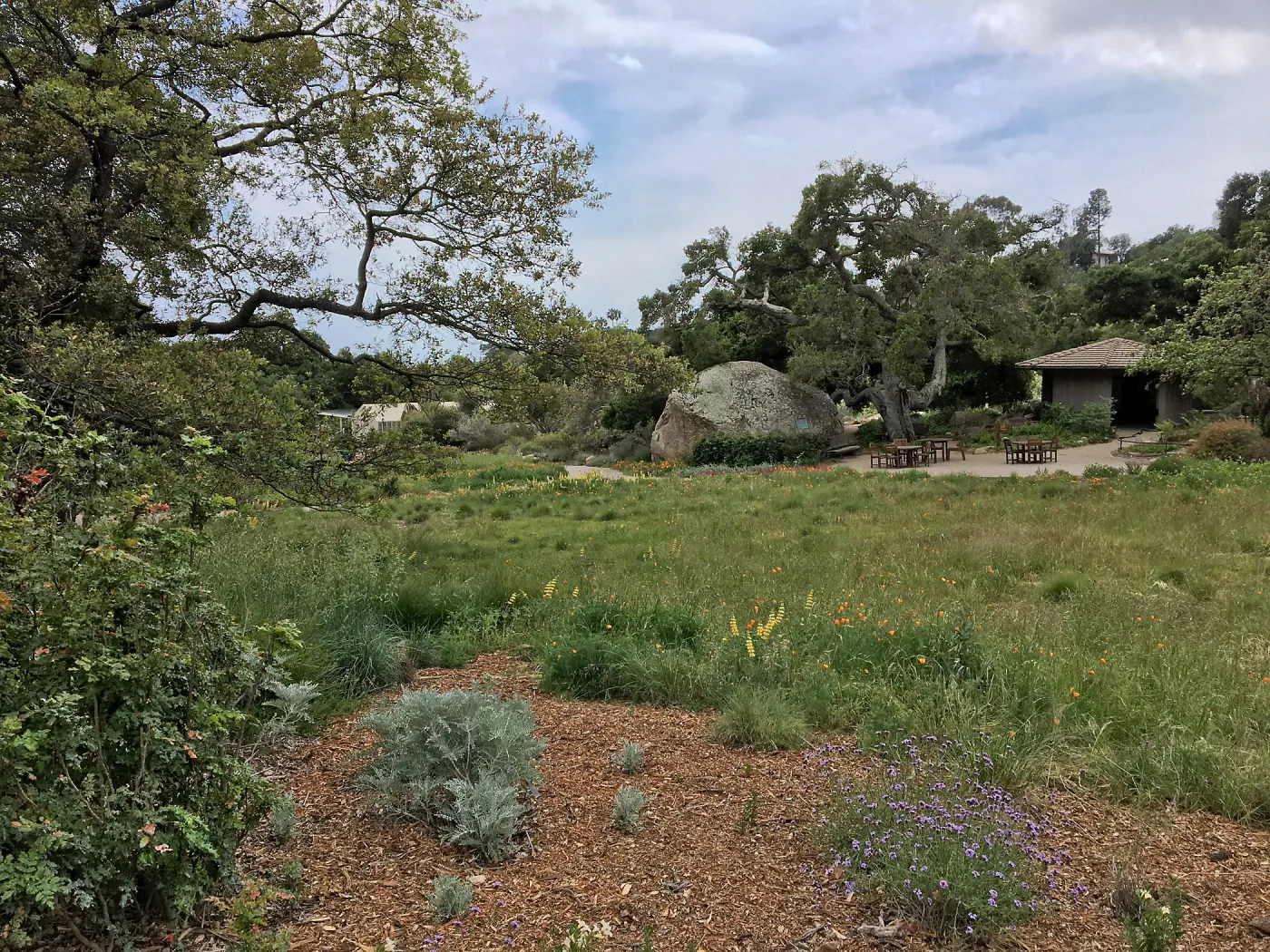 Meadow Revival progress