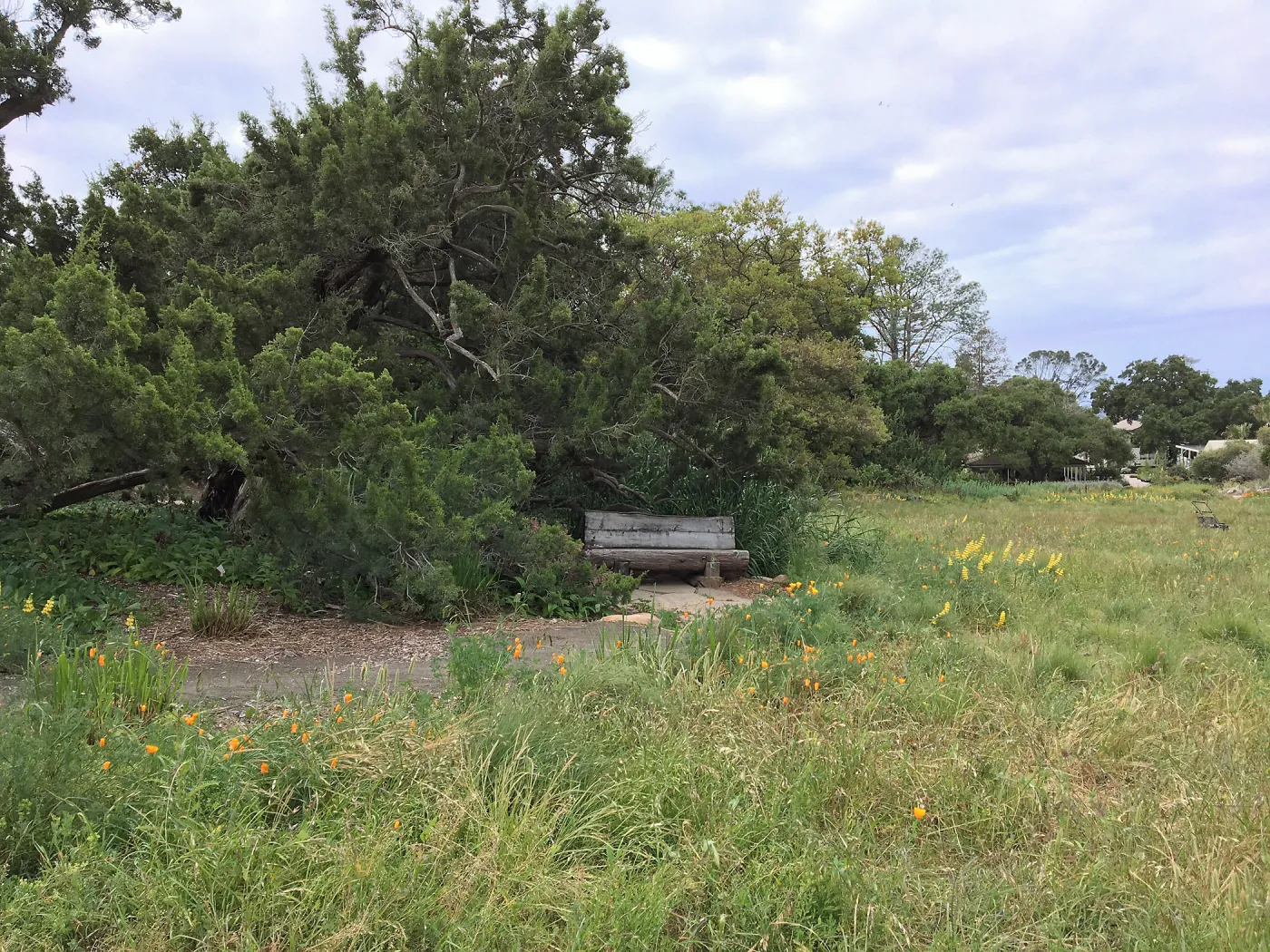 Meadow revival progress, Holton bench