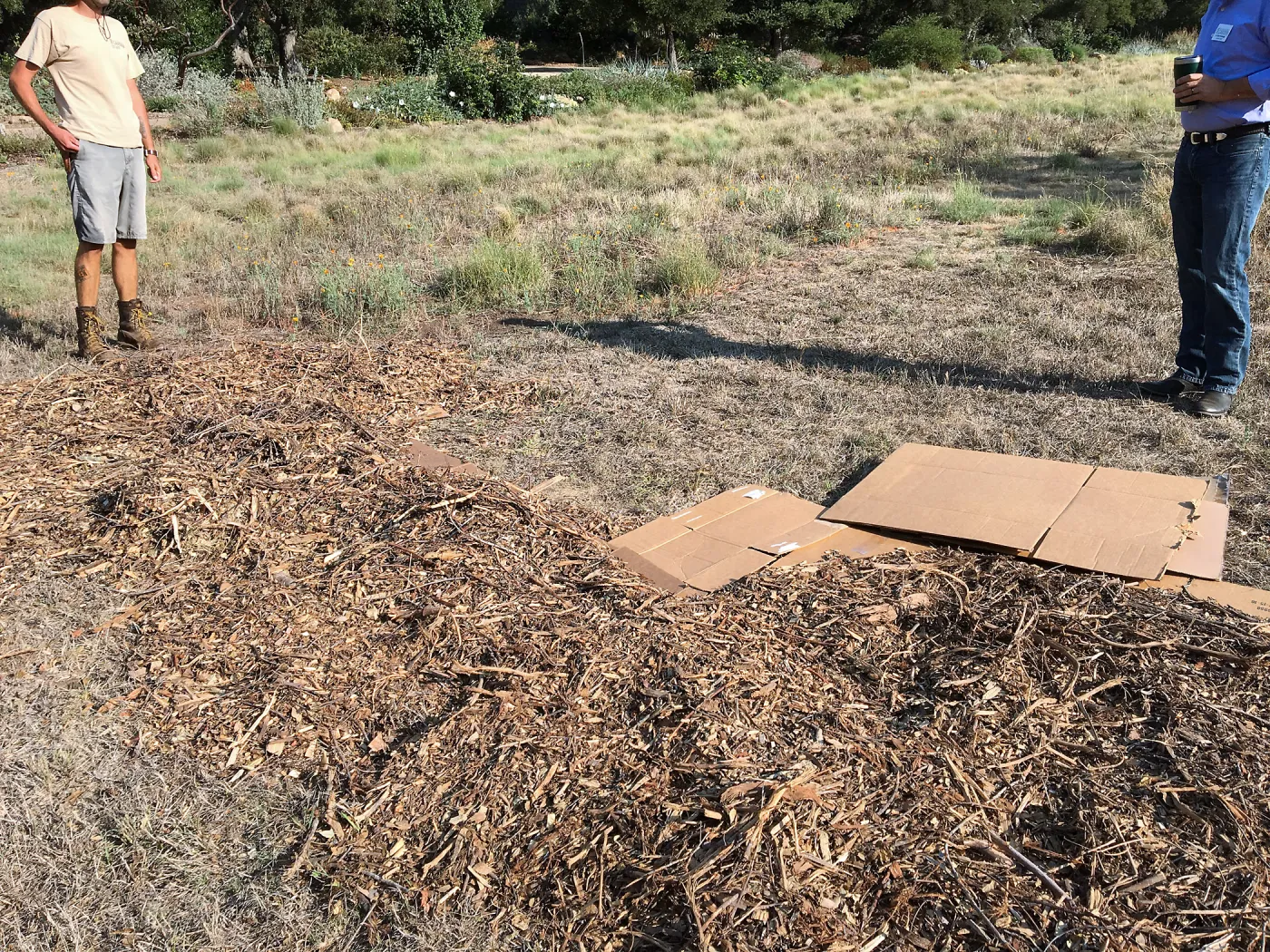Meadow revival progress, application of sheet mulch