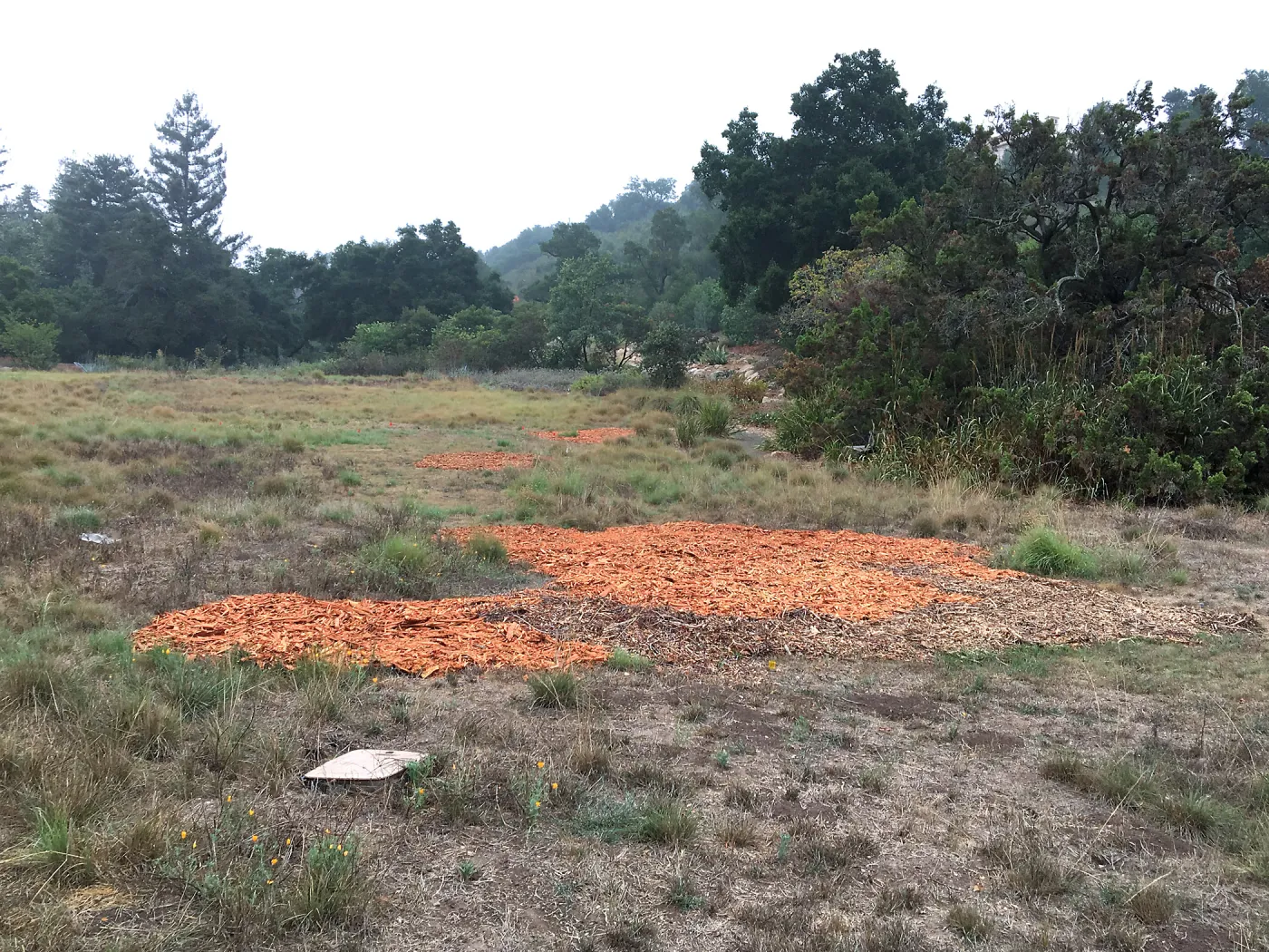 Meadow revival progress, application of sheet mulch