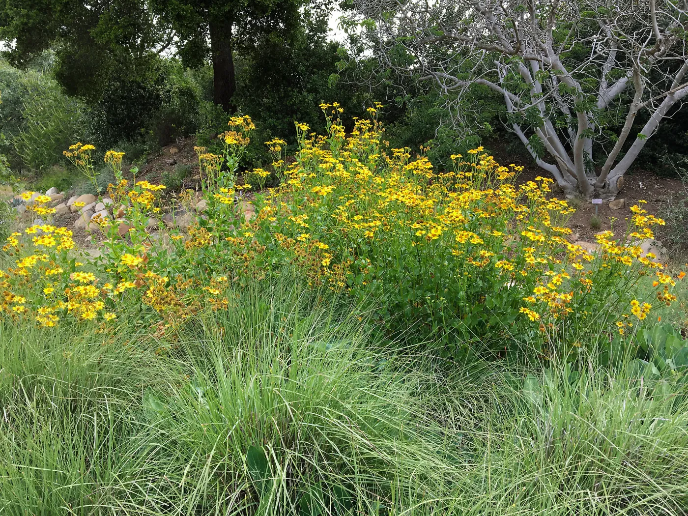 Verbesina hastata on east side of Meadow