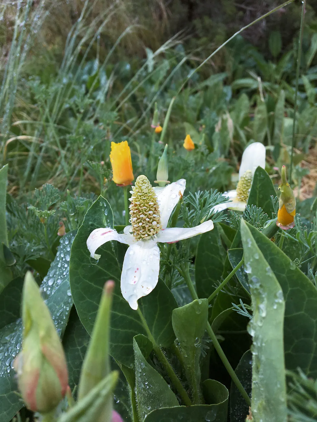 Anemopsis californica, east side of Meadow