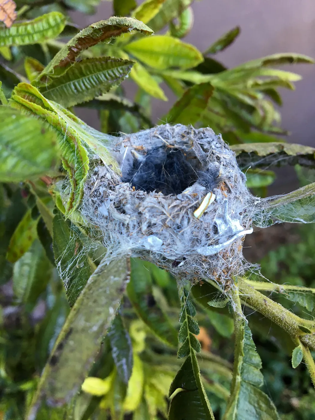 Humming bird nest in Catalina ironwood on east wall of Pritzlaff Conservation Center