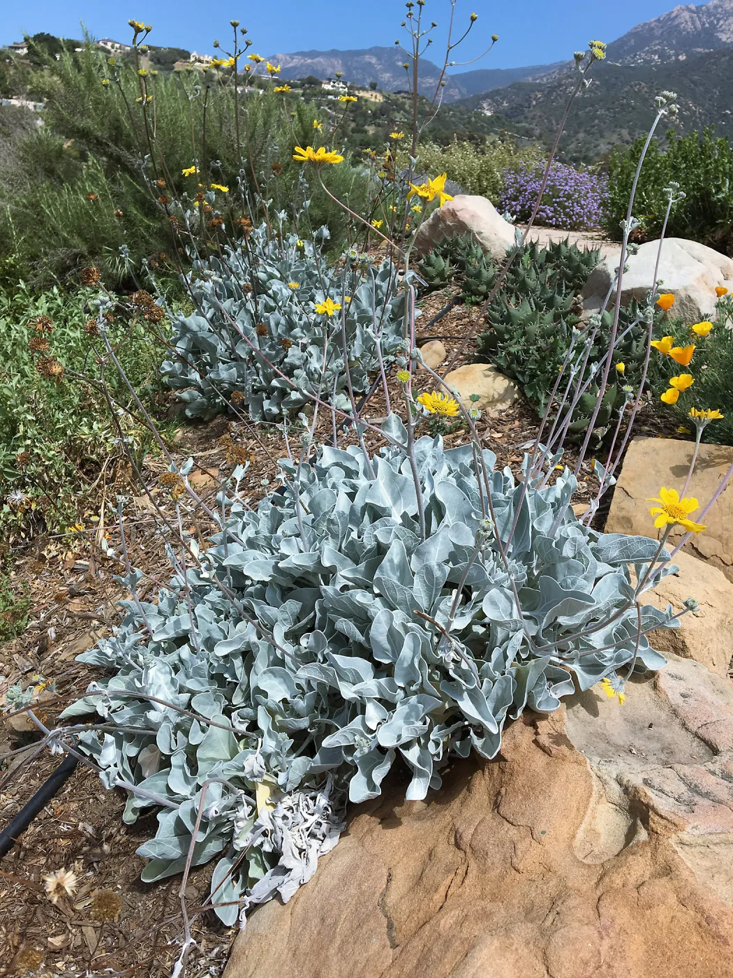 Bahiopsis laciniata (Goldeneye) in Island View Garden