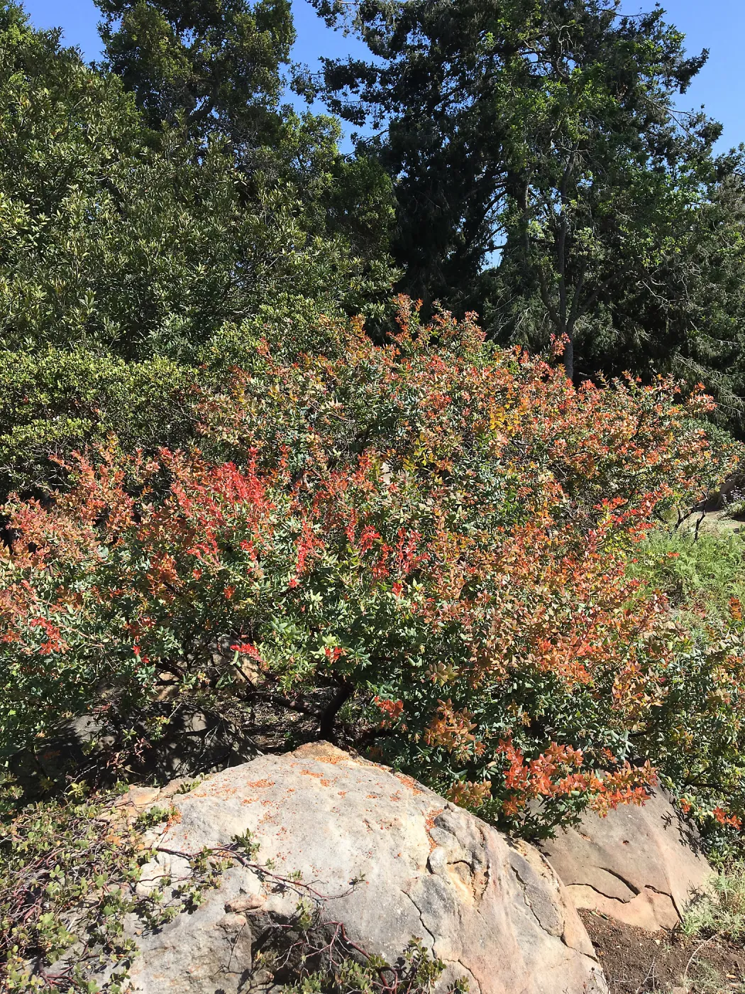 Arctostaphylos Paradise in the Manzanita Section