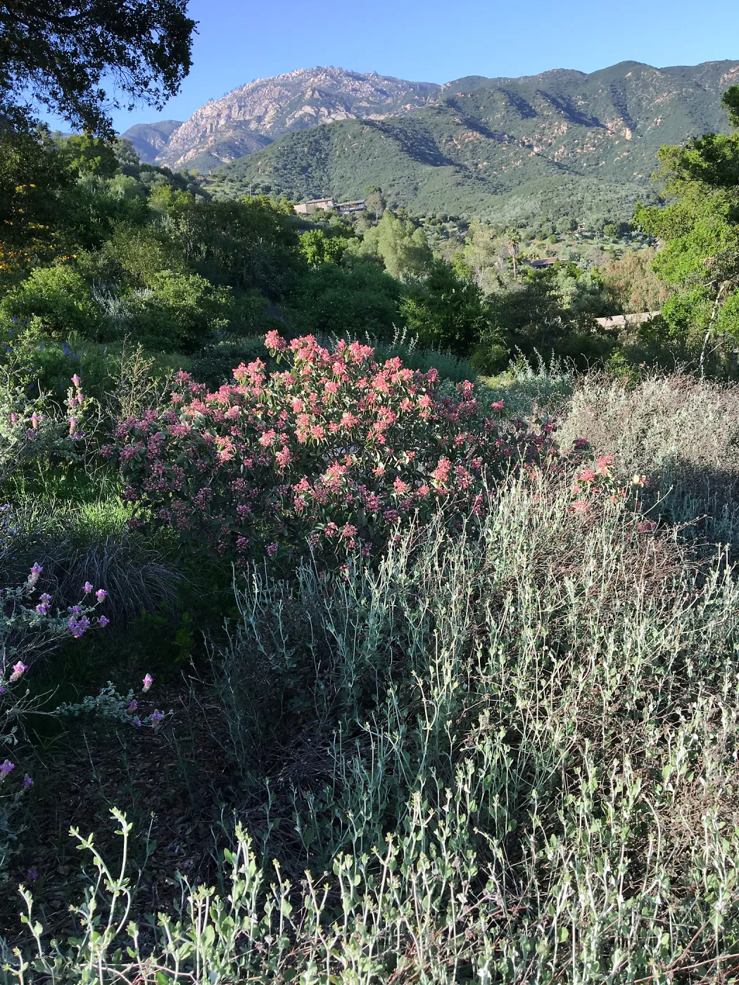 Rhus lentii on Porter Trail