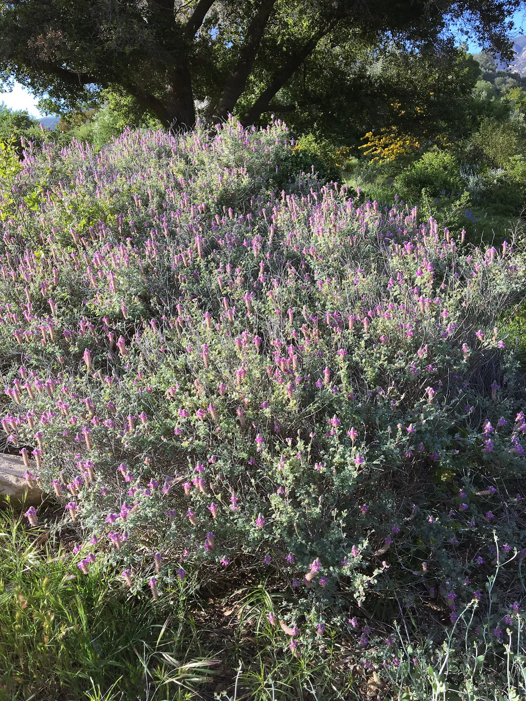 Marina orcuttii on Porter Trail