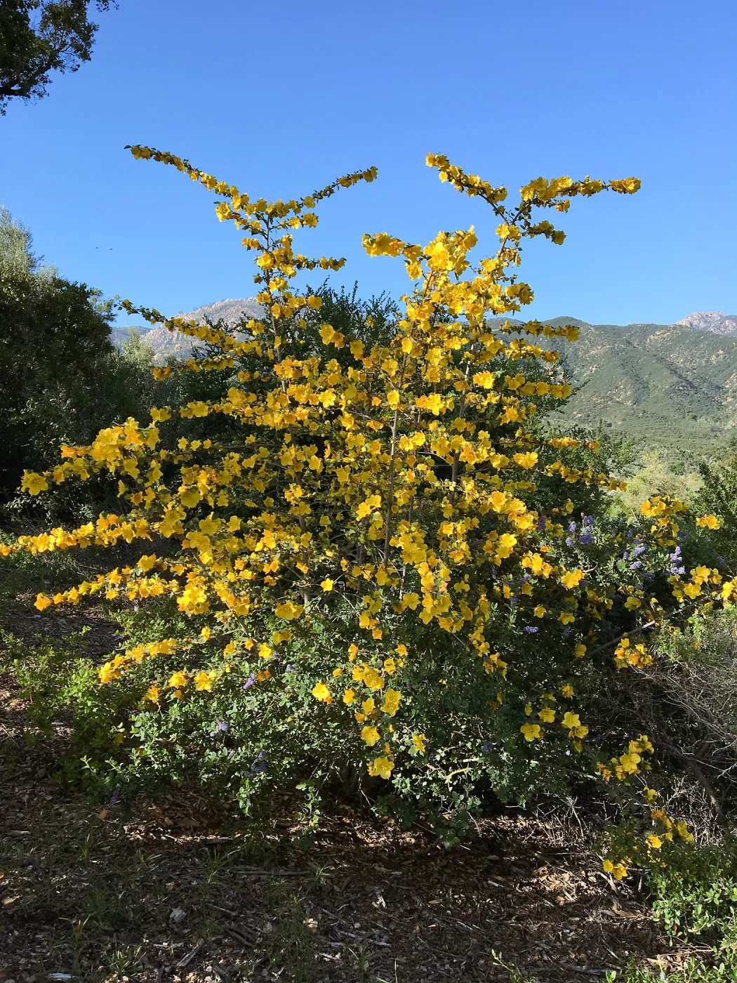 Fremontodendron California Glory on Porter Trail