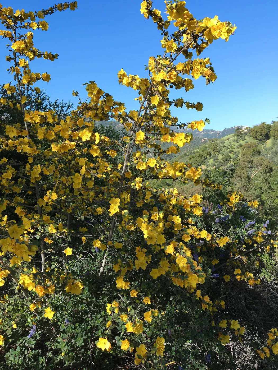 Fremontodendron California Glory on Porter Trail