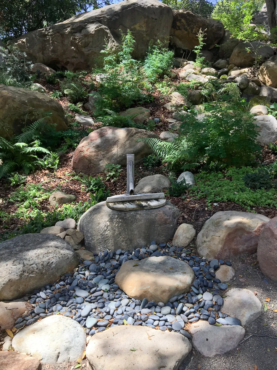 New fern plantings at Tea House