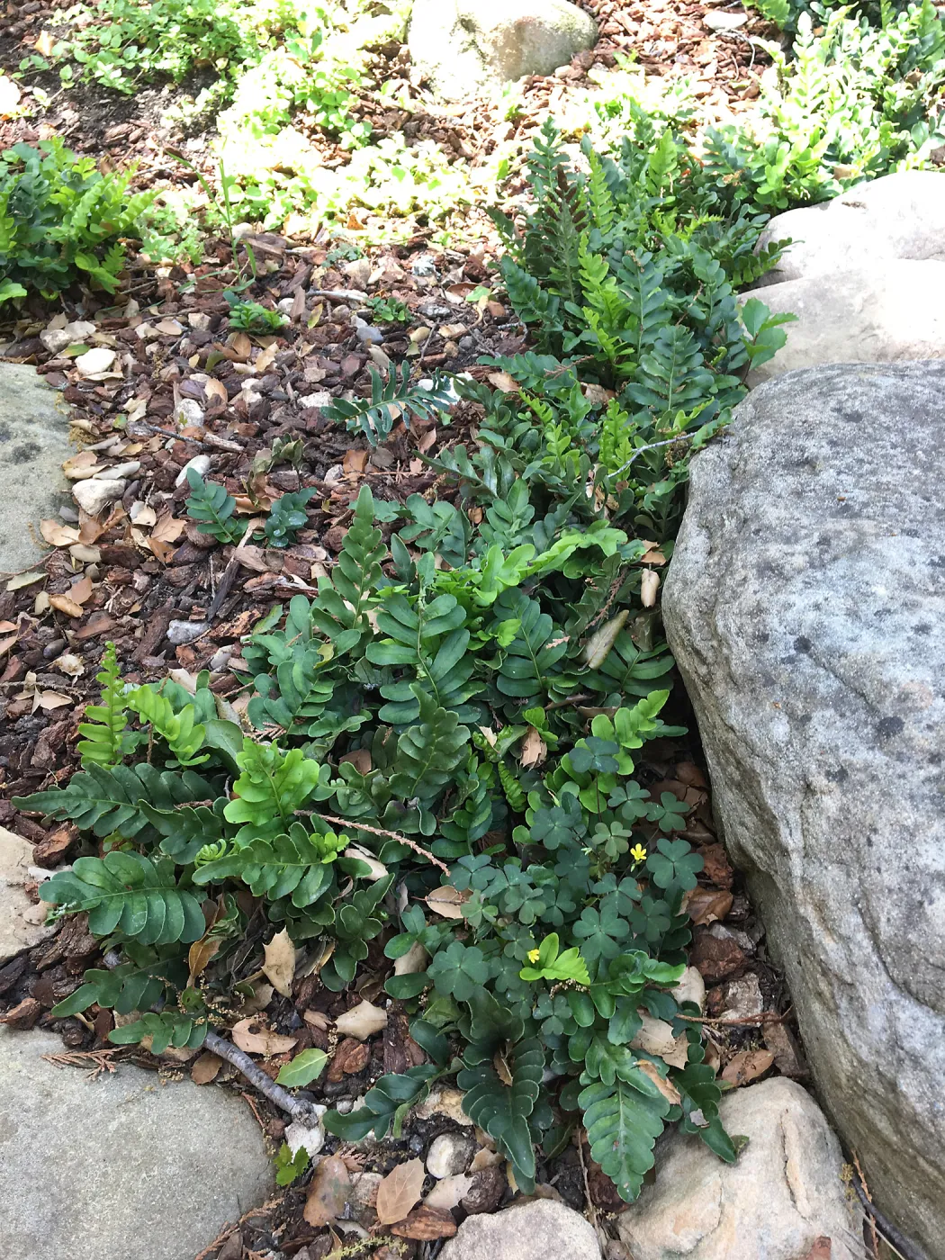 Polypodium scouleri at the Tea House